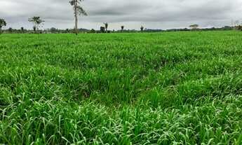 Imagem 3: Fazenda 1100 hectares pecuária