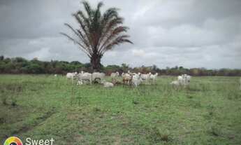 Imagem: 675 hectares terra pra gado no Pará próximo