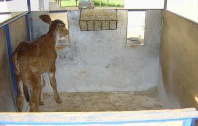 Imagem 4: Fazenda de 53ha com curral e laticínio montado em Mutum - MG