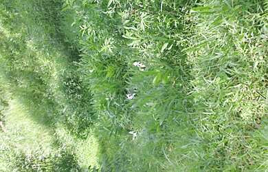 Imagem 7: Terreno de 13.5 há com cachoeira em Oliveira