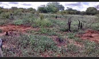 Imagem: Terreno 5000m² para chácara 5 km do centro