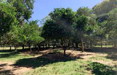 Imagem 6: Maravilhosa Area de Terra 13 Hectares em Nova Santa Rita Canoas, RS