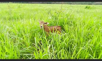 Imagem: 175 hectres no Pará prontos por 780 mil