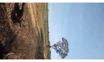 Imagem 6: 370 alqs boa água planta soja região bandeirantes do TO