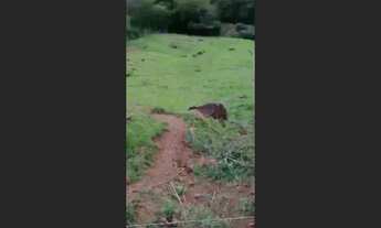 Imagem 3: Chácara 2 alqueires a 5 Kilometros da cidade de jardim alegre a 2 km do asfalto