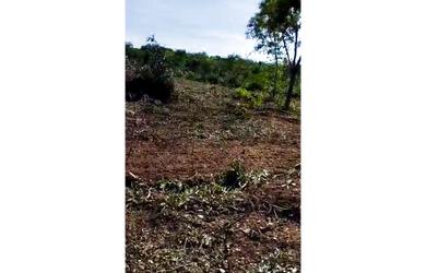 Imagem 2: 210 Alqs Plana Pra Soja boa d Água Região Palmeirópolis TO