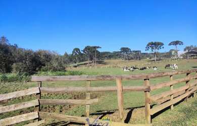Imagem 7: Chácara com terreno de 7.000m² em Campo Alegre