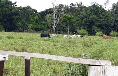 Imagem 5: Arrendo e ou Alugo casa e terreno . 60000 metros quadrados Setor Chacareiro Porto Velho