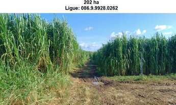 Imagem 4: Fazenda de 200 h em Teresina-Pi