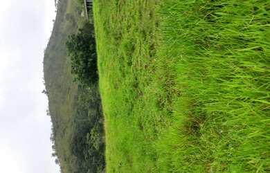 Imagem 6: SITIO EM BOM JARDIM DE MINAS