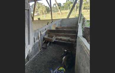 Imagem 6: Chácara com terreno de 7.000m² em Campo Alegre