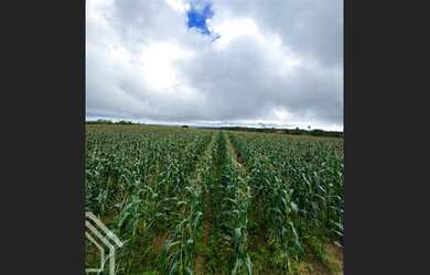 Imagem 4: TERRENO DE 8.7H PRÓXIMO A CE 187 EXCELENTE PARA AGRICULTURA