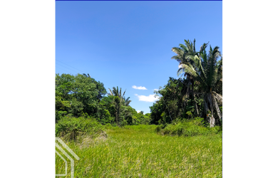 Imagem 4: PROPRIEDADE COM 40 HECTARES DISPONÍVEL PARA VENDA EM SÃO BENEDITO