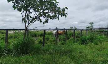 Imagem 2: Fazenda 1.100 hectares fica a 130 km de Belém por R$9 milhões