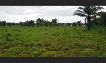 Imagem 5: Fazenda 640 alqueires pronta no pasto no Pará por R$16 milhões
