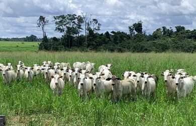 Imagem 4: 50 hectares 80% pasto no Pará pronta por R$700 mil