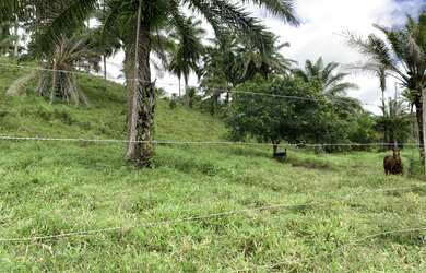 Imagem 6: Fazenda em Nazaré das farinhas-Ba