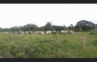 Imagem 6: Fazenda 11.945 hectares no Maranhão pronta dupla aptidão
