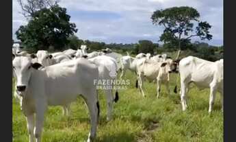 Imagem: FAZENDA PARA PECUÁRIA DE 563 ALQUEIRES