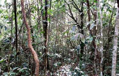 Imagem 5: Terreno de 40 há em Itaguara MG
