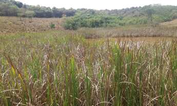 Imagem 5: Fazenda de 130 ha em Oliveira