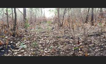 Imagem: 148 Alqs Pra Soja Terra Preta Ótima Logística