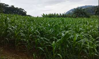 Imagem 4: Vendo Ótimo Sítio em Testo Central, Pomerode