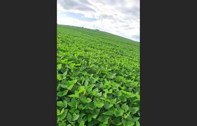 Imagem 5: ???????? SÍTIO À VENDA ????????????