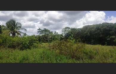 Imagem 15: Excelente fazenda para investimento