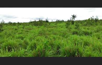 Imagem 6: Fazenda 1400 hectares a 250 km de Belém-PA porteira fechada com gado