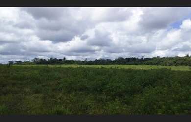 Imagem 2: Fazenda 375 hectares a 60 km de Castanhal Pará pronta R$3 milhões