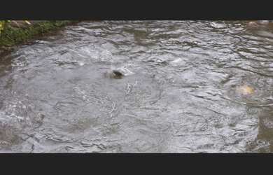 Imagem 3: Vendo Sítio com casa e área de 58.000m2