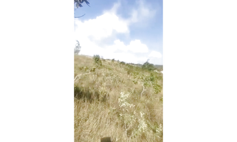 Imagem 7: Fazenda de 40 ha em Oliveira