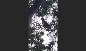 Imagem 6: Terreno rural 63,5ha às margens do Río Gurguéia