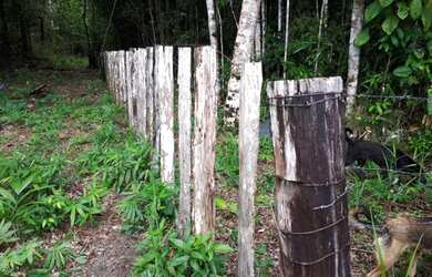 Imagem 7: Excelente terreno para venda na Estrada do Carananduba em Mosqueiro