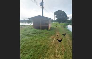 Imagem 2: Sitio Produtivo no Ramal do Santana Manacapuru