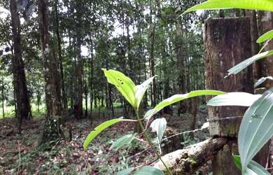 Imagem 2: Excelente terreno para venda na Estrada do Carananduba em Mosqueiro