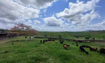 Imagem 3: Fazenda localizada na melhor região de gado da Bahia!