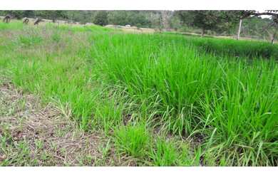 Imagem 7: MAGNÍFICA FAZENDA SANTA BÁRBARA - PA