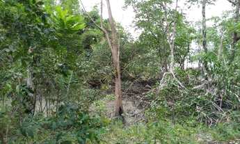 Imagem 6: R$160 mil Fazenda 118 hectares em Marapanim região pra criação de camarão