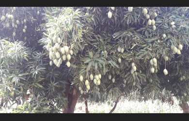 Imagem 7: Vendo chácara Chácara com 3 dormitórios