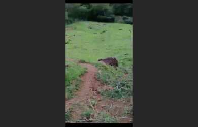 Imagem 2: Ivaiporã chácara 2 alqueires a 5 Kilometros na cidade de jardim alegre no Paraná