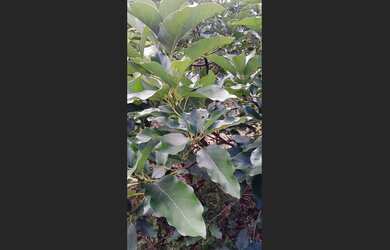 Imagem 6: Terreno em Viçosa do Ceará, 29x100m