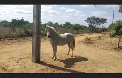 Imagem 2: Vendo fazenda valor 500.000.00