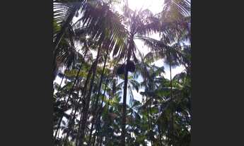 Imagem: Açaizal a 30 km de Castanhal por 500 mil