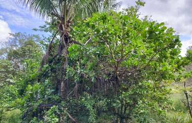 Imagem 6: VENDO SITIO EM CATU