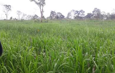 Imagem 4: 107 Alqs Córrego Beira Rodovia Região Silvanópolis TO