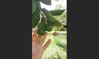 Imagem 2: Chácara a venda próxima de Parauapebas - Pá