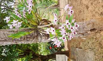 Imagem: Sitio pomerano com casa, 18 hectares