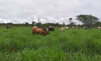 Imagem: R$780 MIL fazenda pronta com 175 hectares